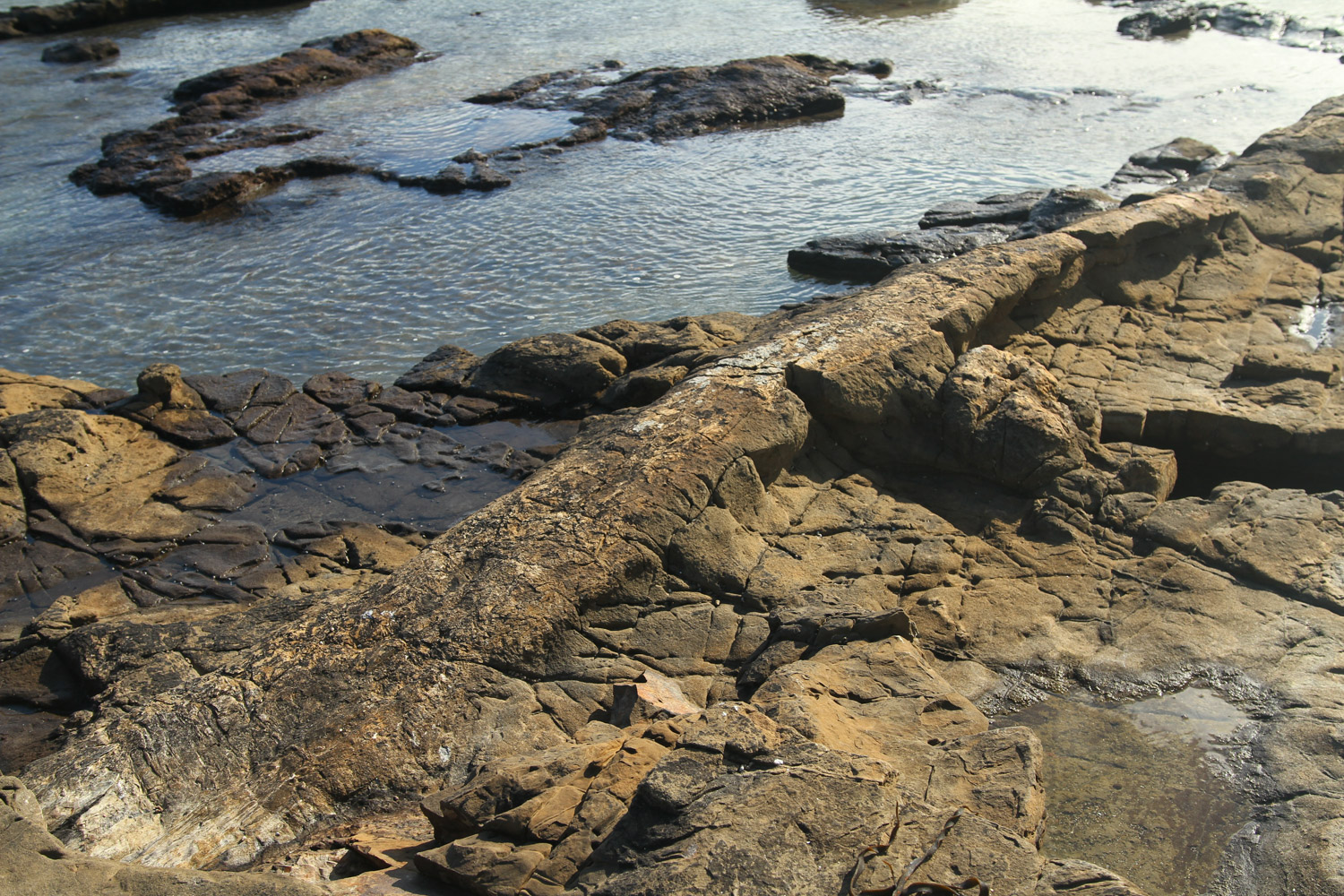 Les restes d’une forêt fossilisée à Curio Bay