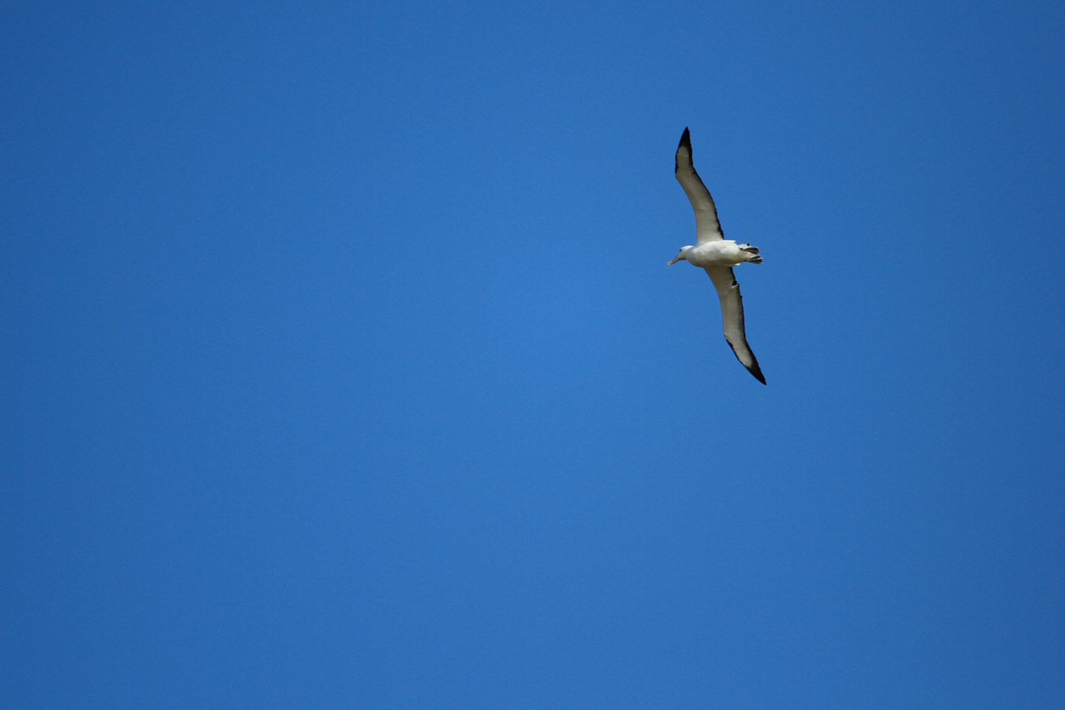Un albatros royal